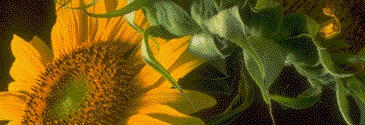 sunflower text